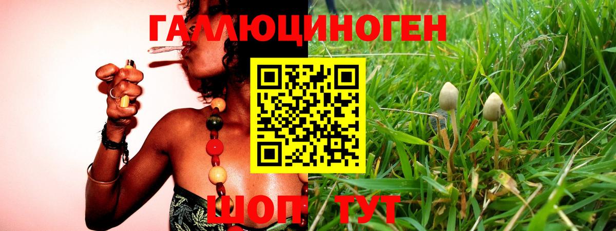 даркнет сайт  Вход с VPN  Дивногорск  Псилоцибиновые грибы Psilocybine cubensis 